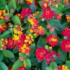 Lantana camara 'Havana Sunset' - Lantana